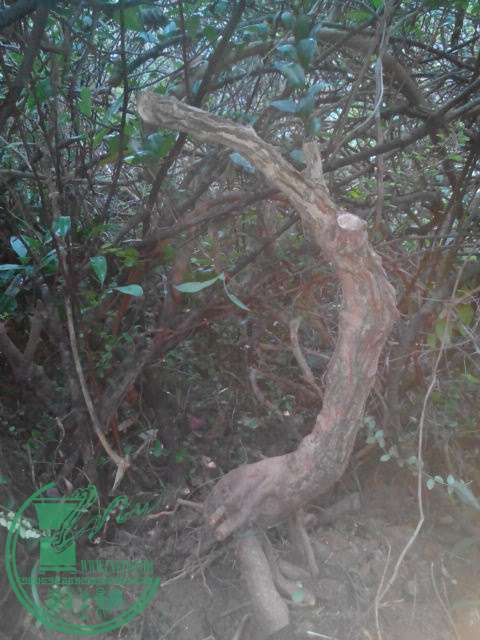 IMG20150303171507.jpg