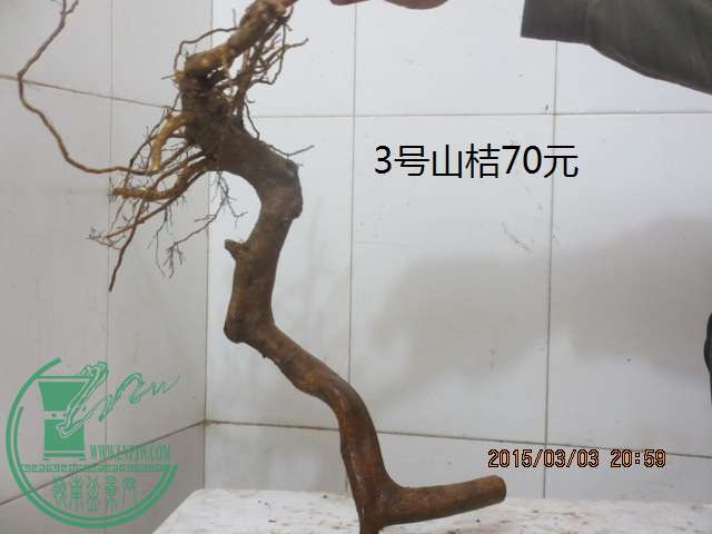 IMG_5640.JPG