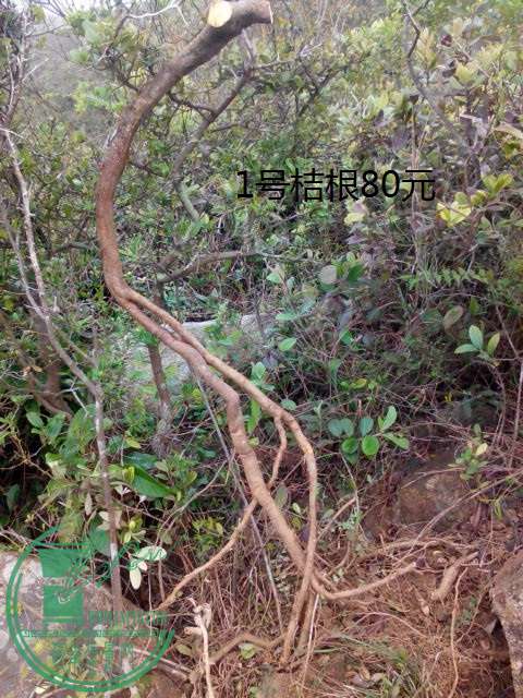IMG20150303161841.jpg