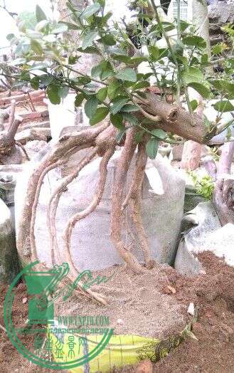 QQͼƬ20150304014222.jpg