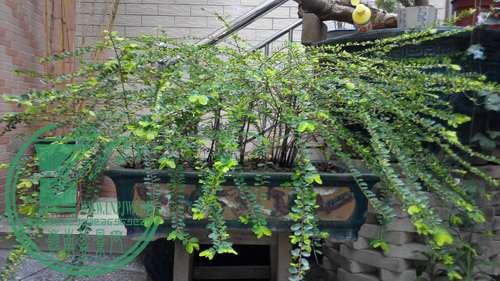IMG_20150306_165523_СС.jpg
