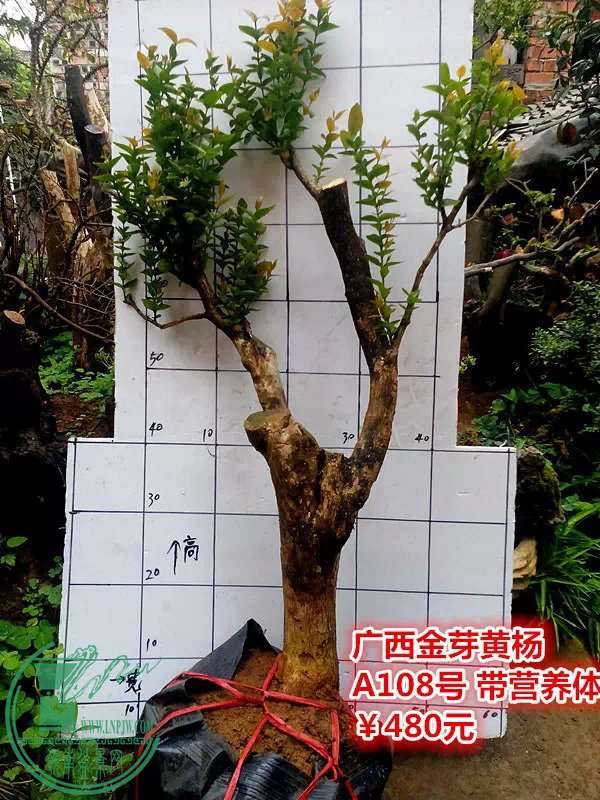 psb (37).jpg