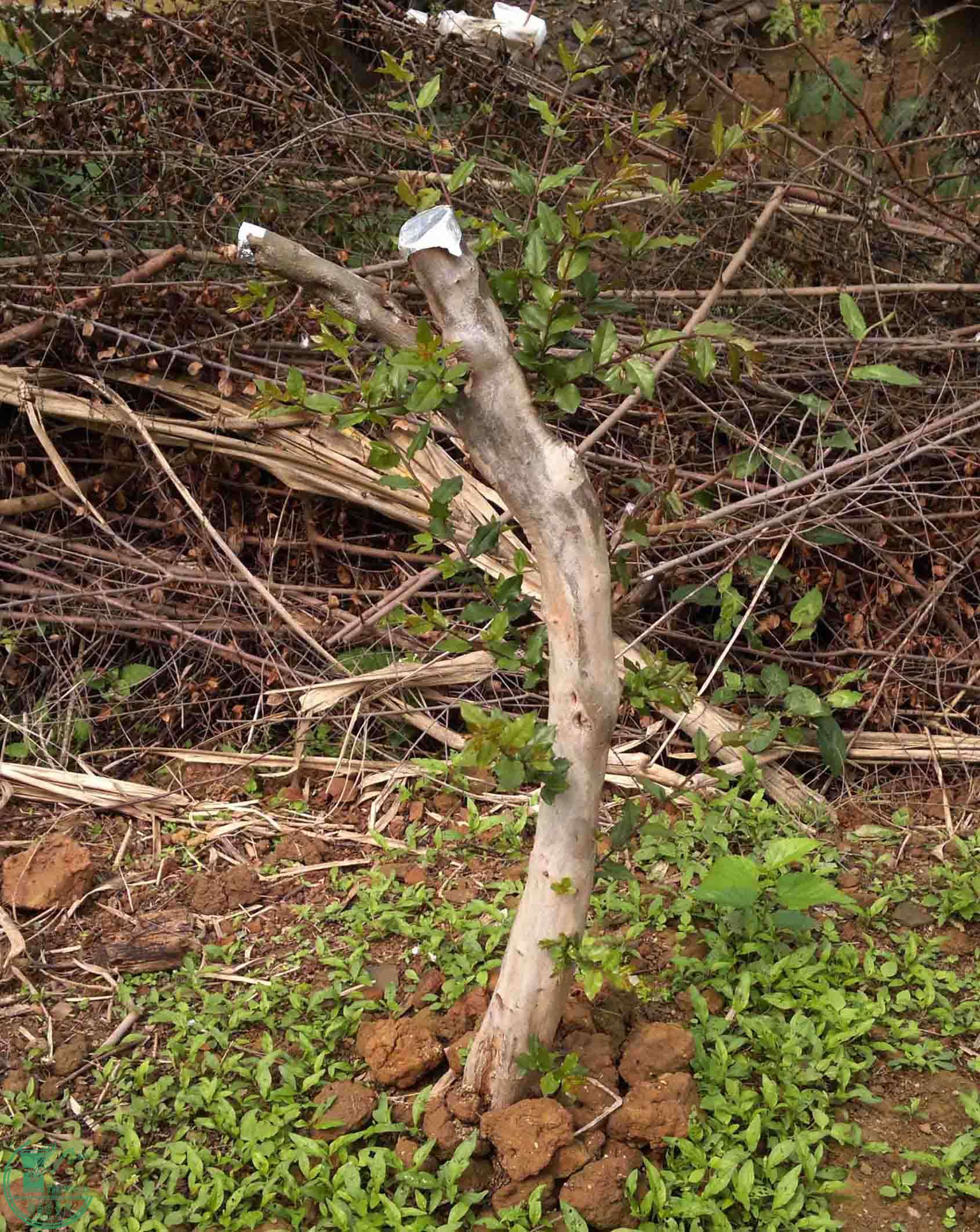 201102092964.jpg