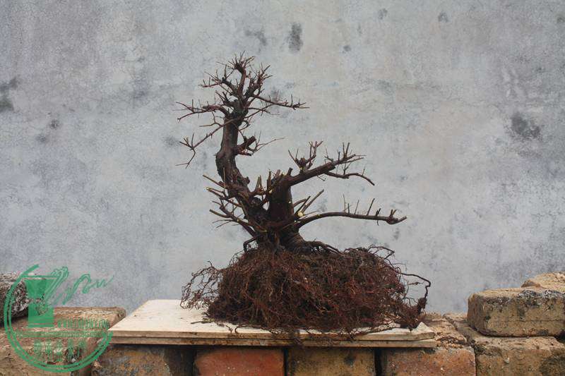 Ƭ20131026ۺ 2784.jpg
