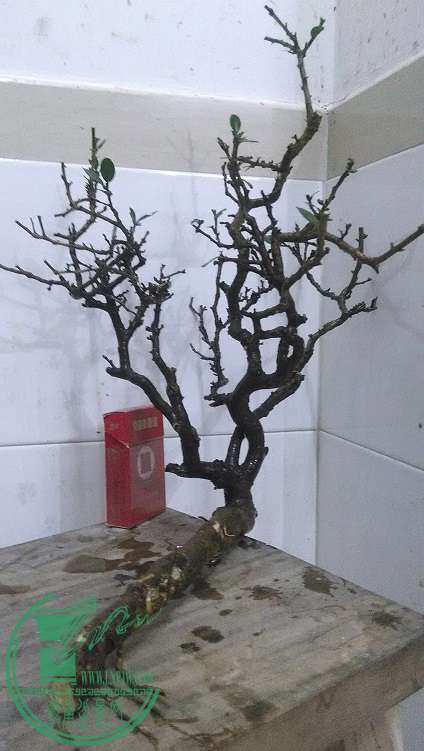 QQͼƬ20150309193725.jpg