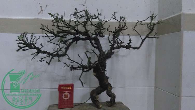 QQͼƬ20150309194001.jpg