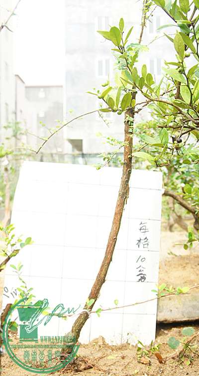 DSC09870_.jpg