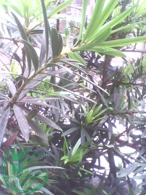 IMG1407A.jpg