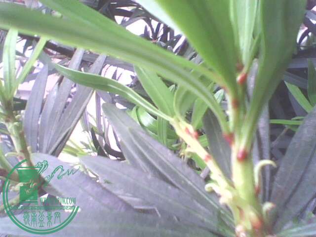 IMG1404A.jpg