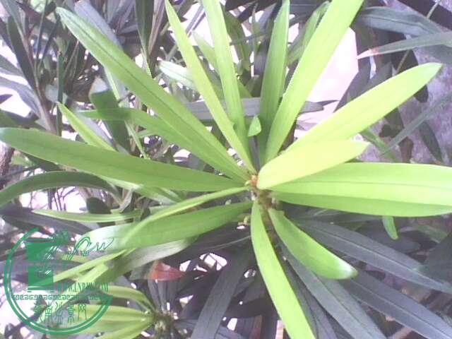 IMG1406A.jpg