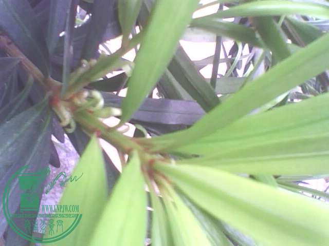 IMG1405A.jpg