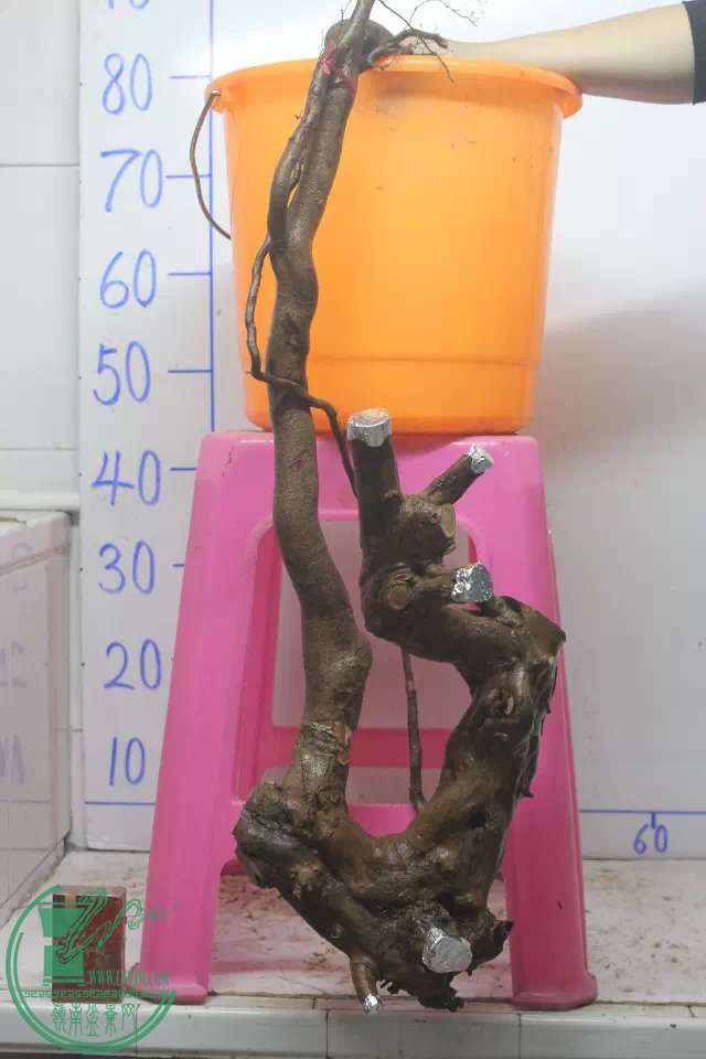 psb (2).jpg
