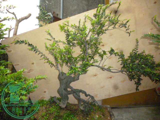 P1130114.JPG