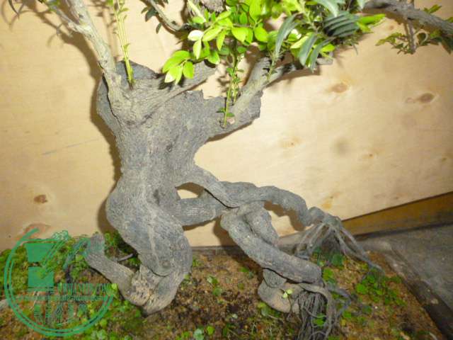 P1130116.JPG