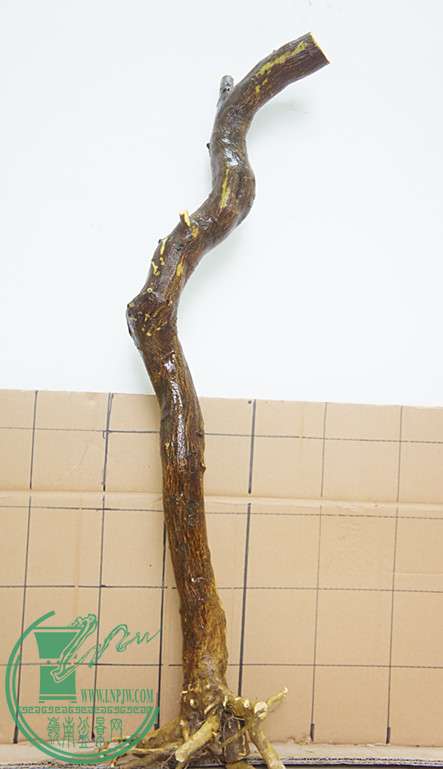 DSC09917_.jpg