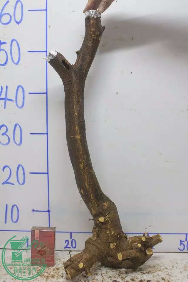 psbCARIS14F.jpg