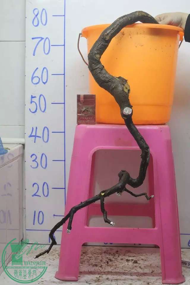 psbCATA2BY0.jpg