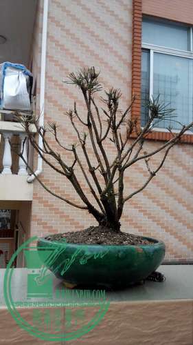 IMG_20150310_164244_СС.jpg