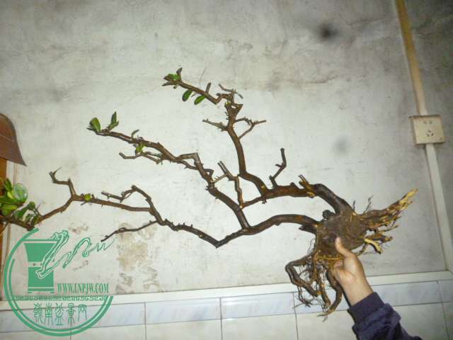 P1130166.JPG