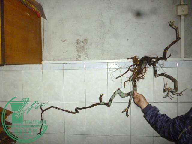 P1130177.JPG