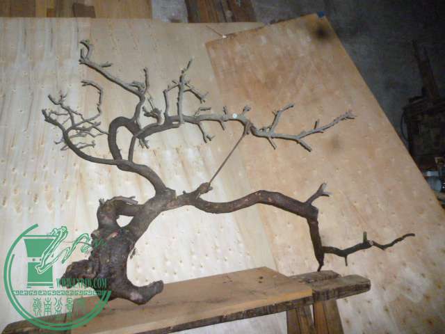 P1130187.JPG