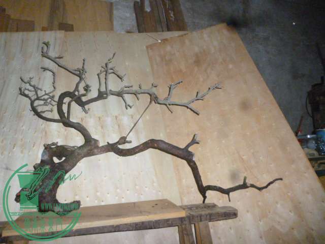 P1130188.JPG