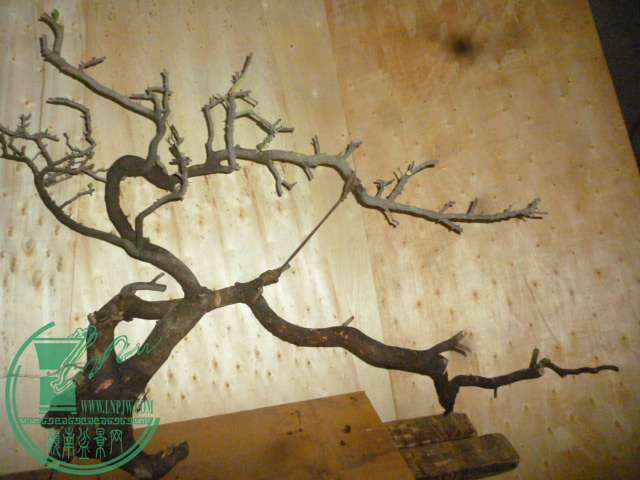 P1130190.JPG