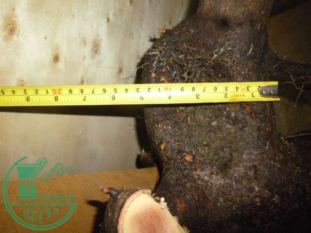 P1130194.JPG