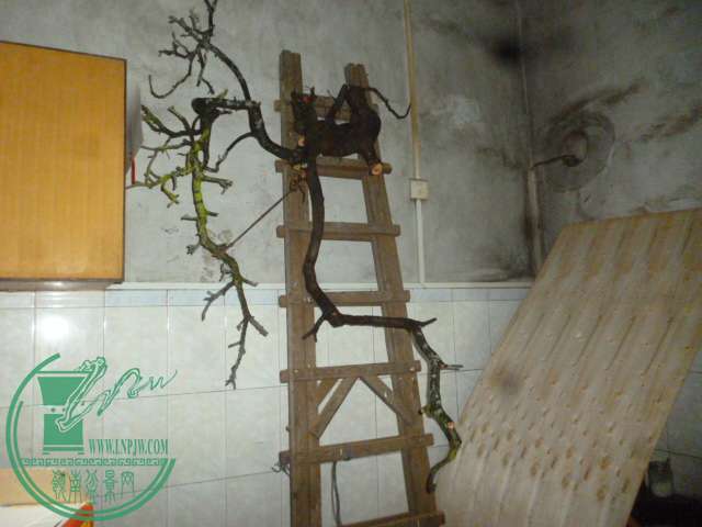 P1130203.JPG