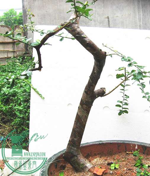 Ƭ 046_.jpg