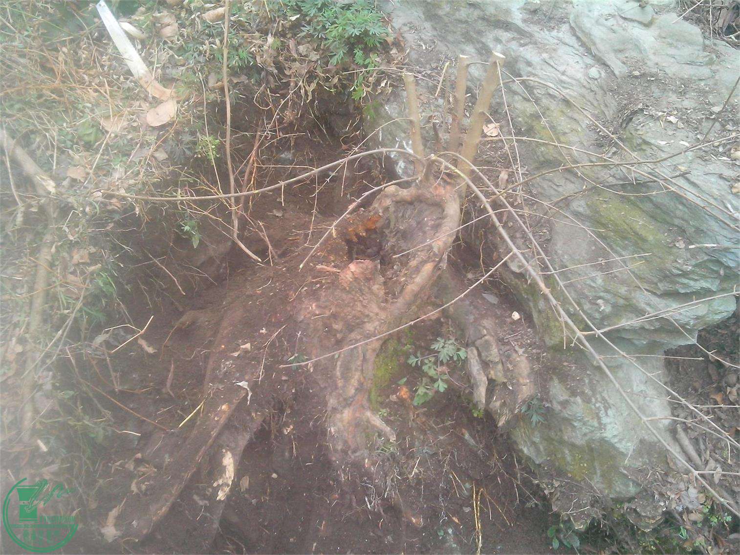 IMG20150310001.jpg