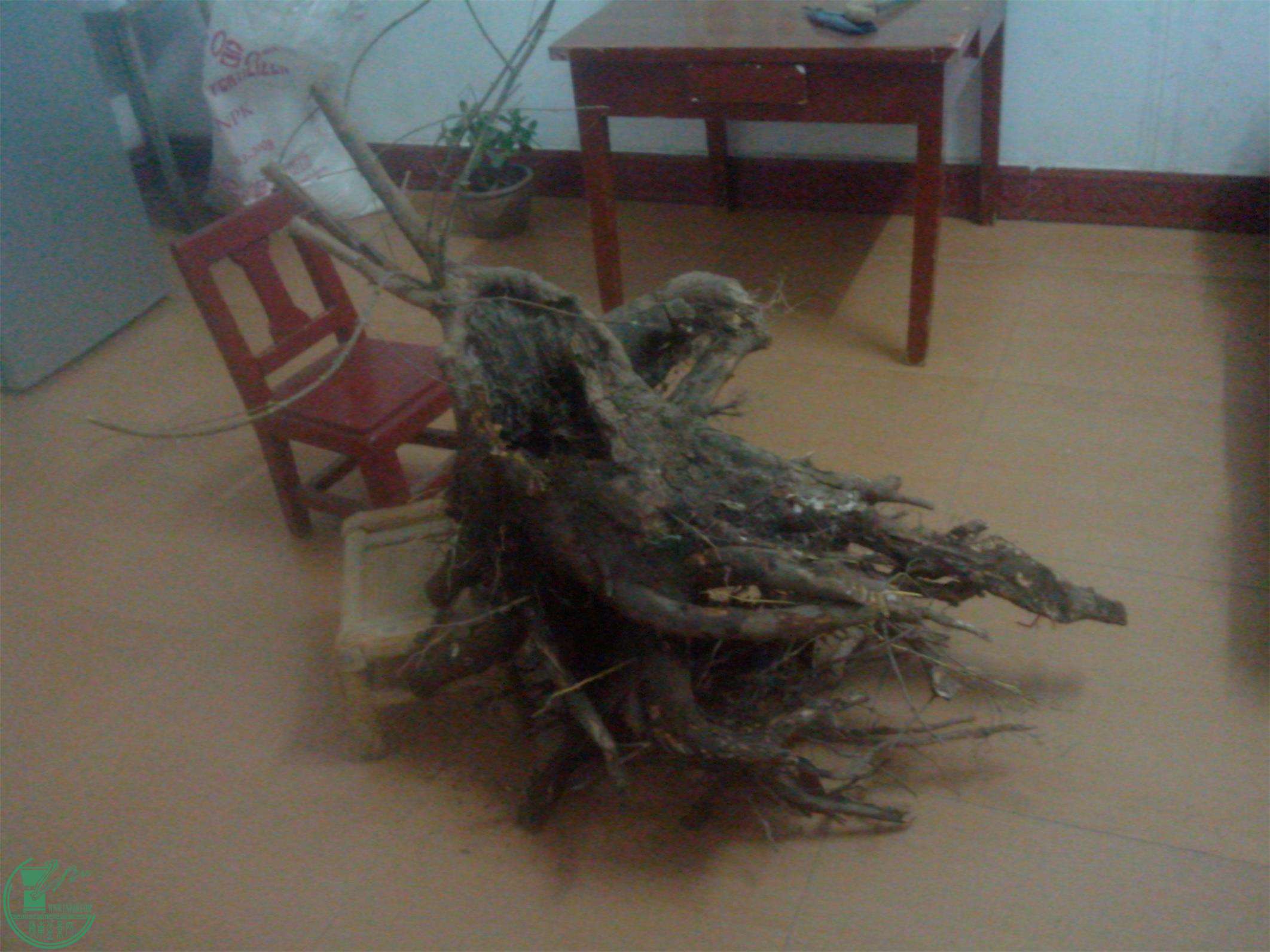 IMG20150310003.jpg