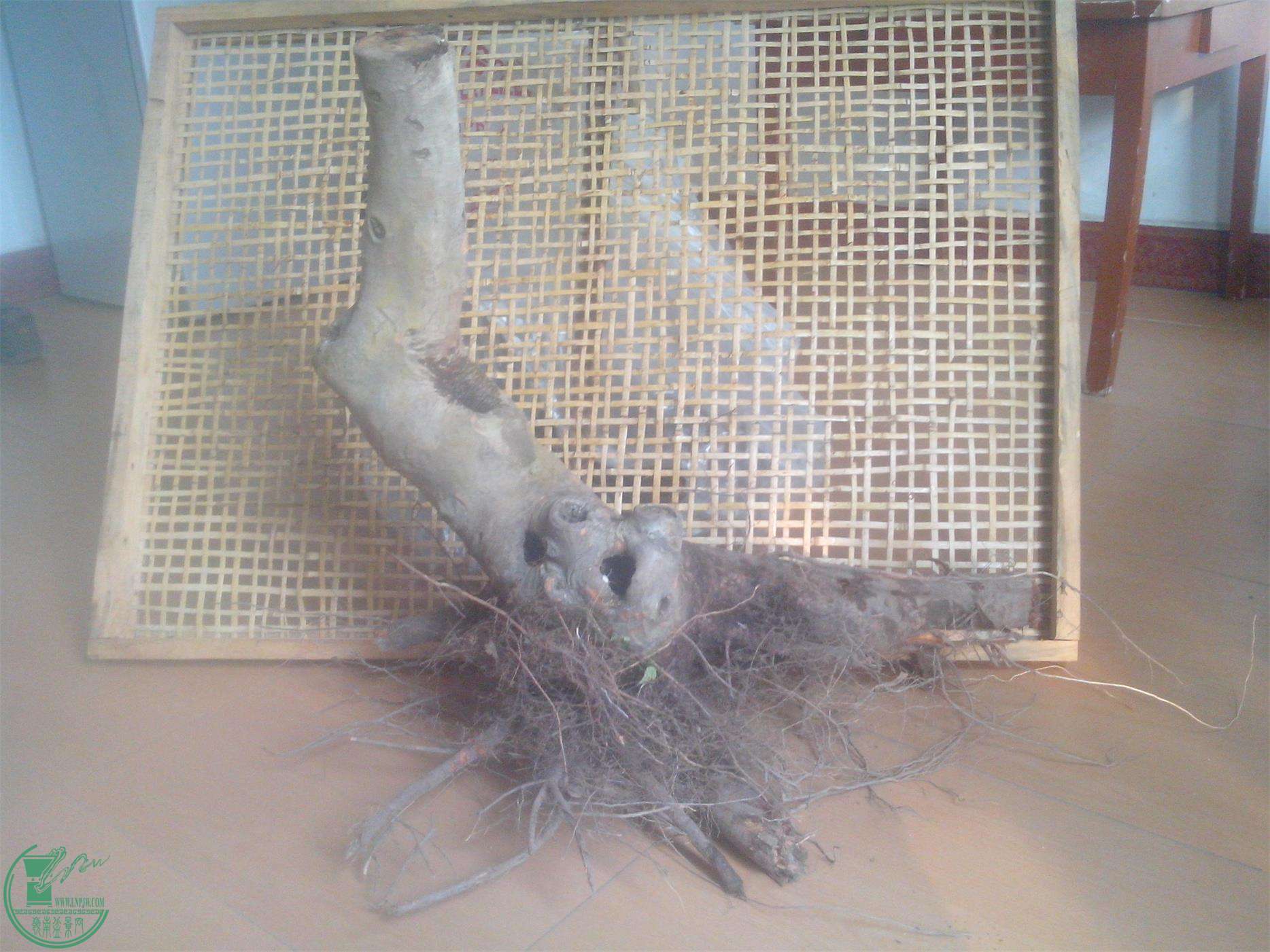 IMG20150311007.jpg