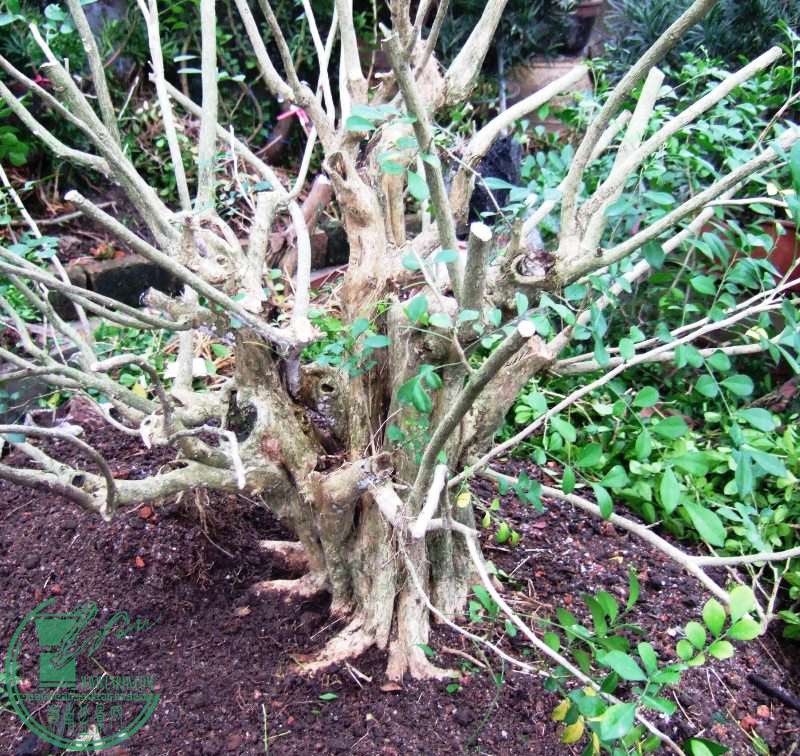 DSCF5277.JPG