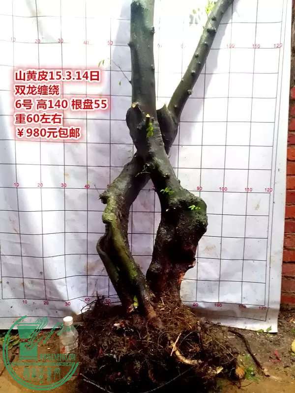 psb (14).jpg