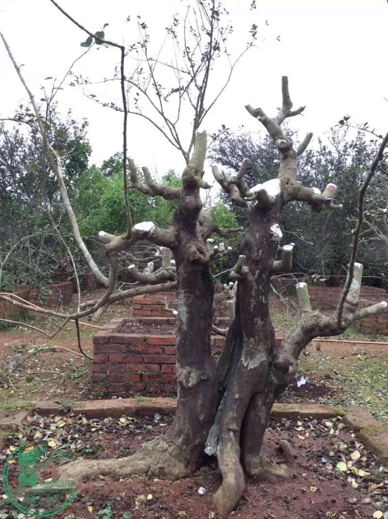 136.jpg