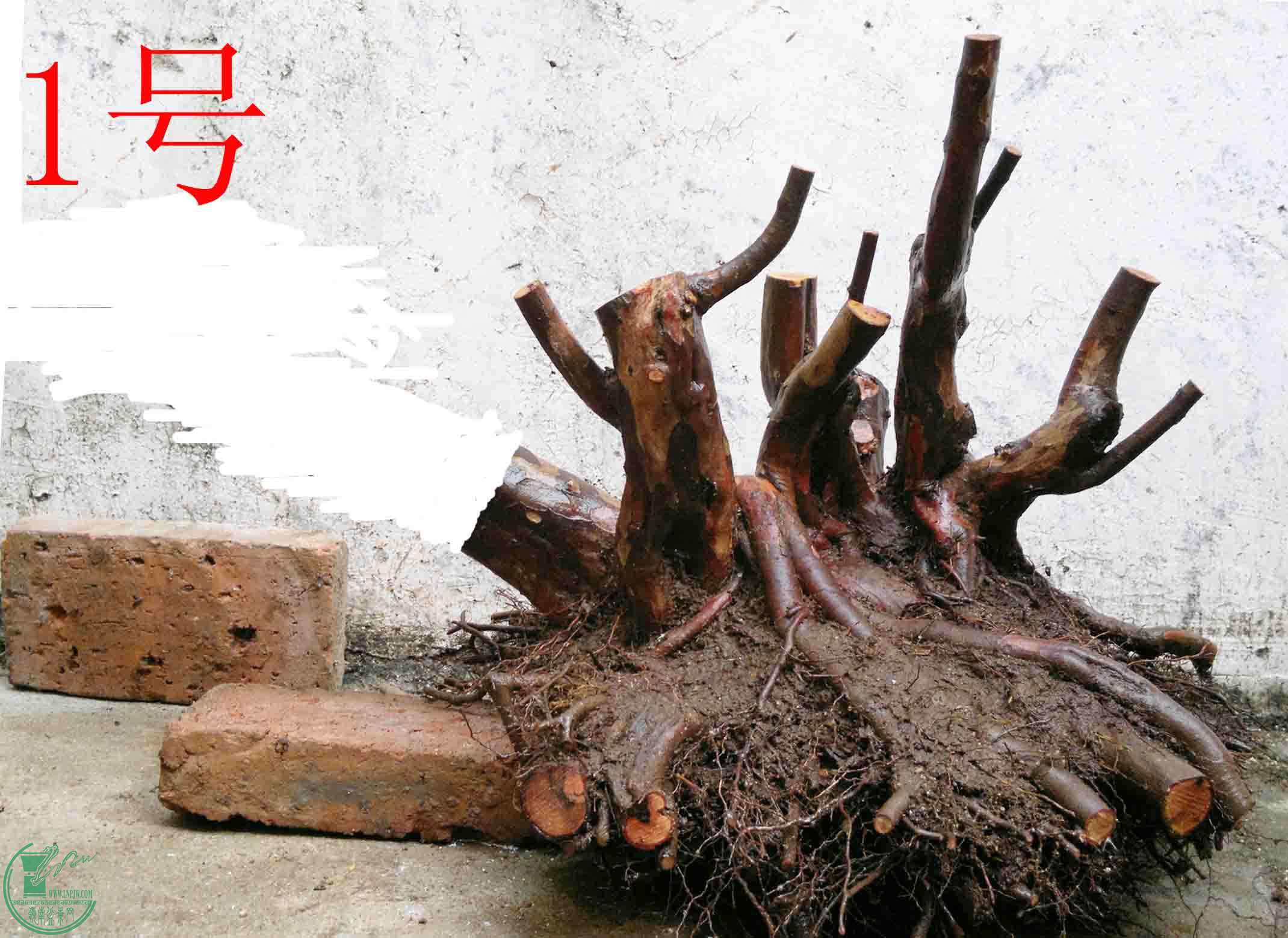 201102173263.jpg
