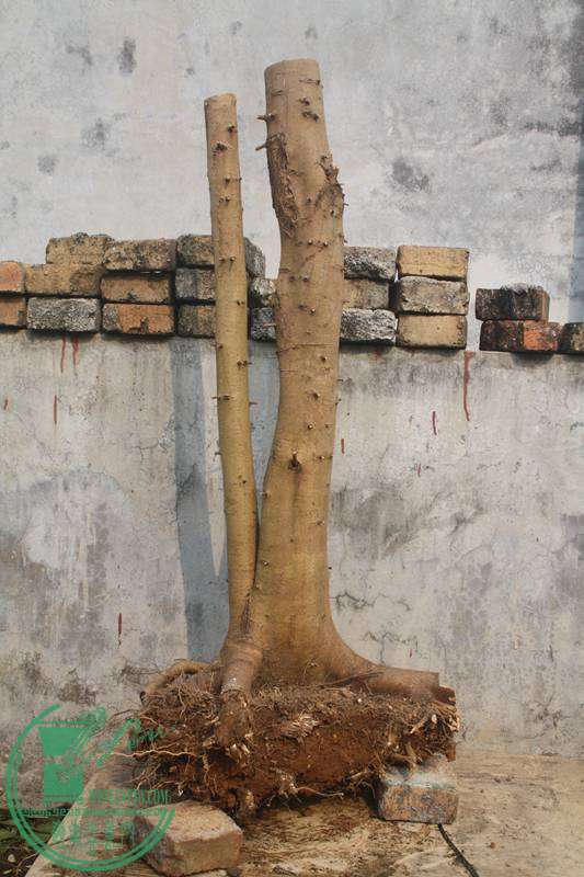 Ƭ20131026ۺ 2797.jpg