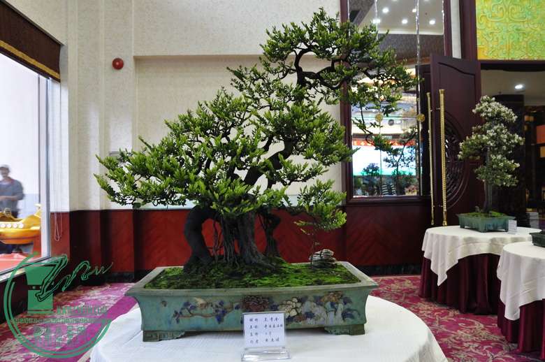_DSC0020_С.JPG