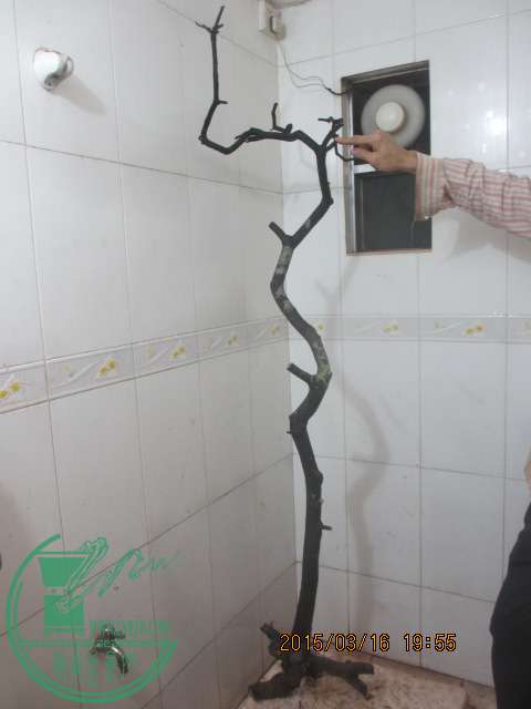 IMG_5761.JPG