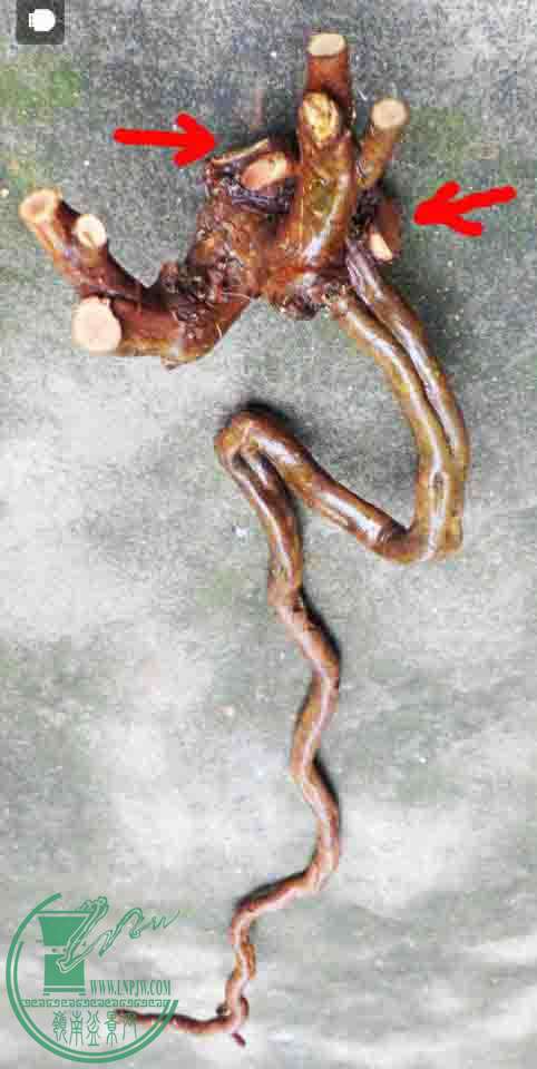 200754mp9fqporpe991m99.jpg.thumb.jpg