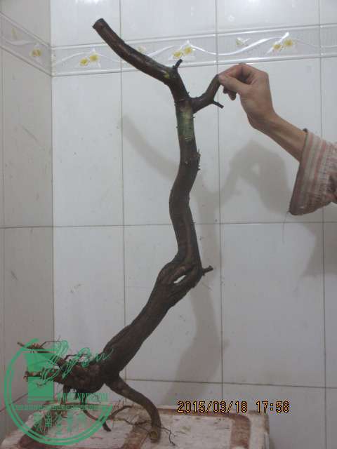 IMG_5775.JPG