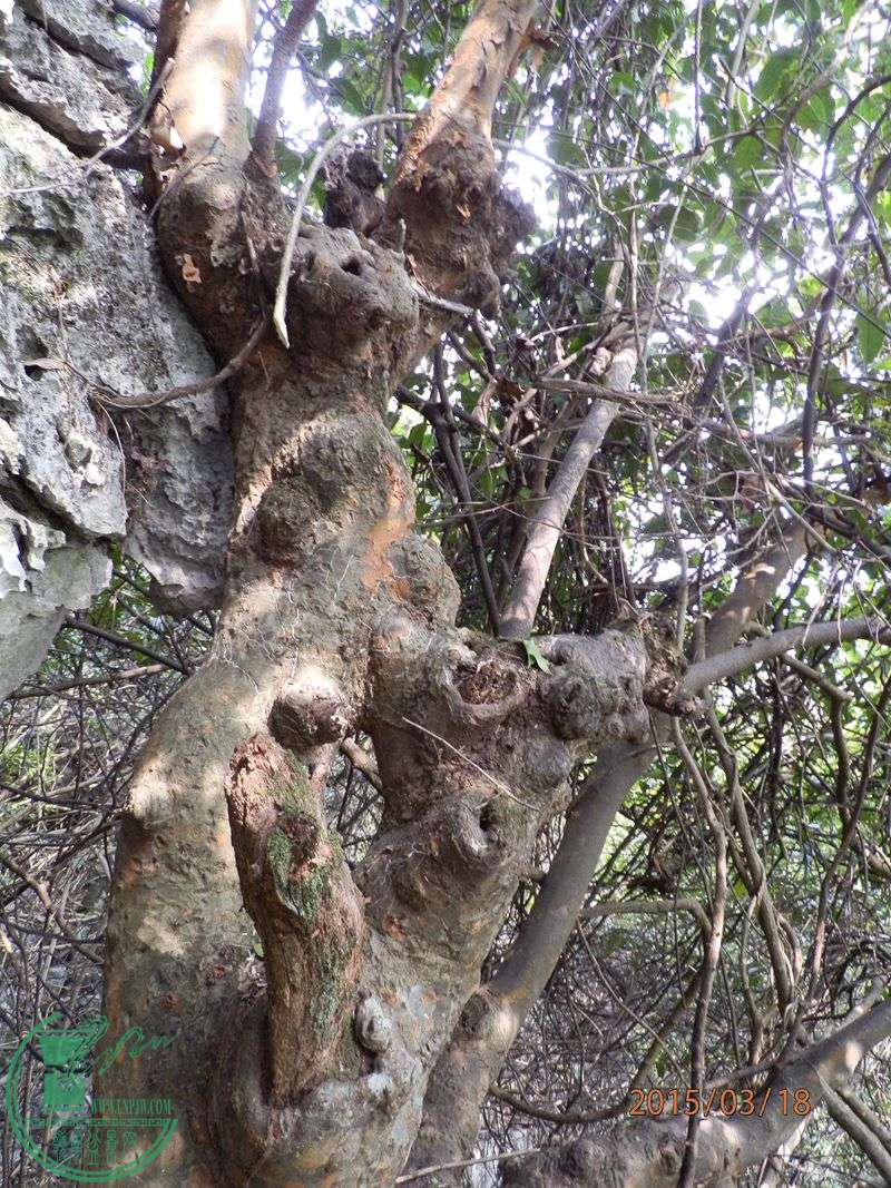 P3182014.JPG