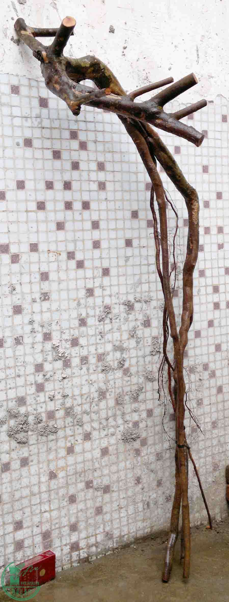 201102193575.jpg