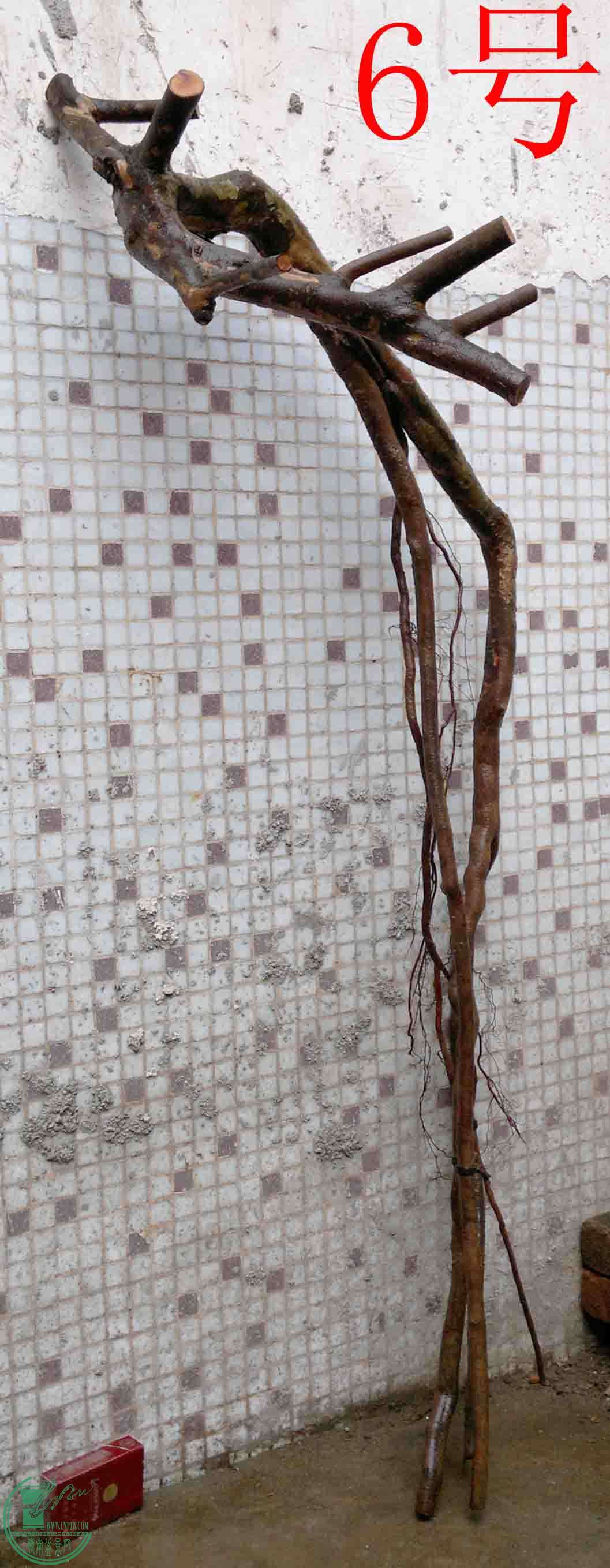 201102193575.jpg