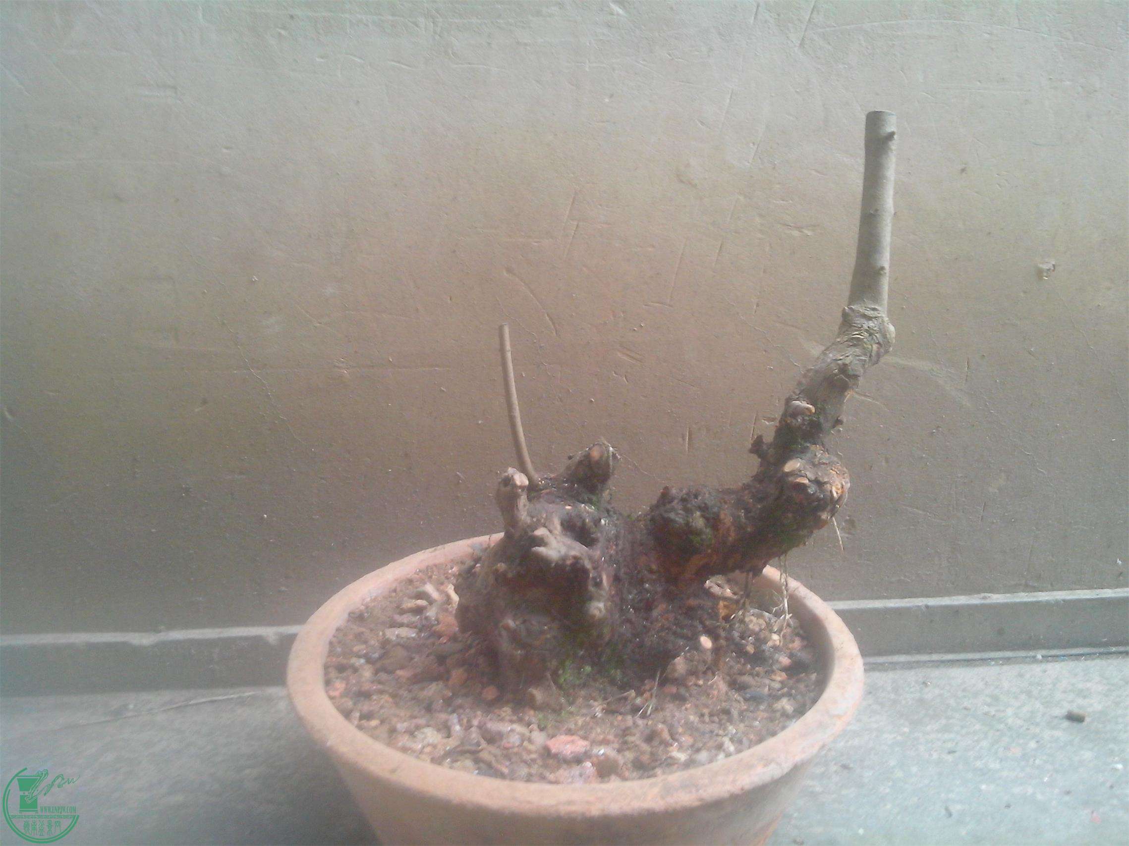 IMG20150319001.jpg
