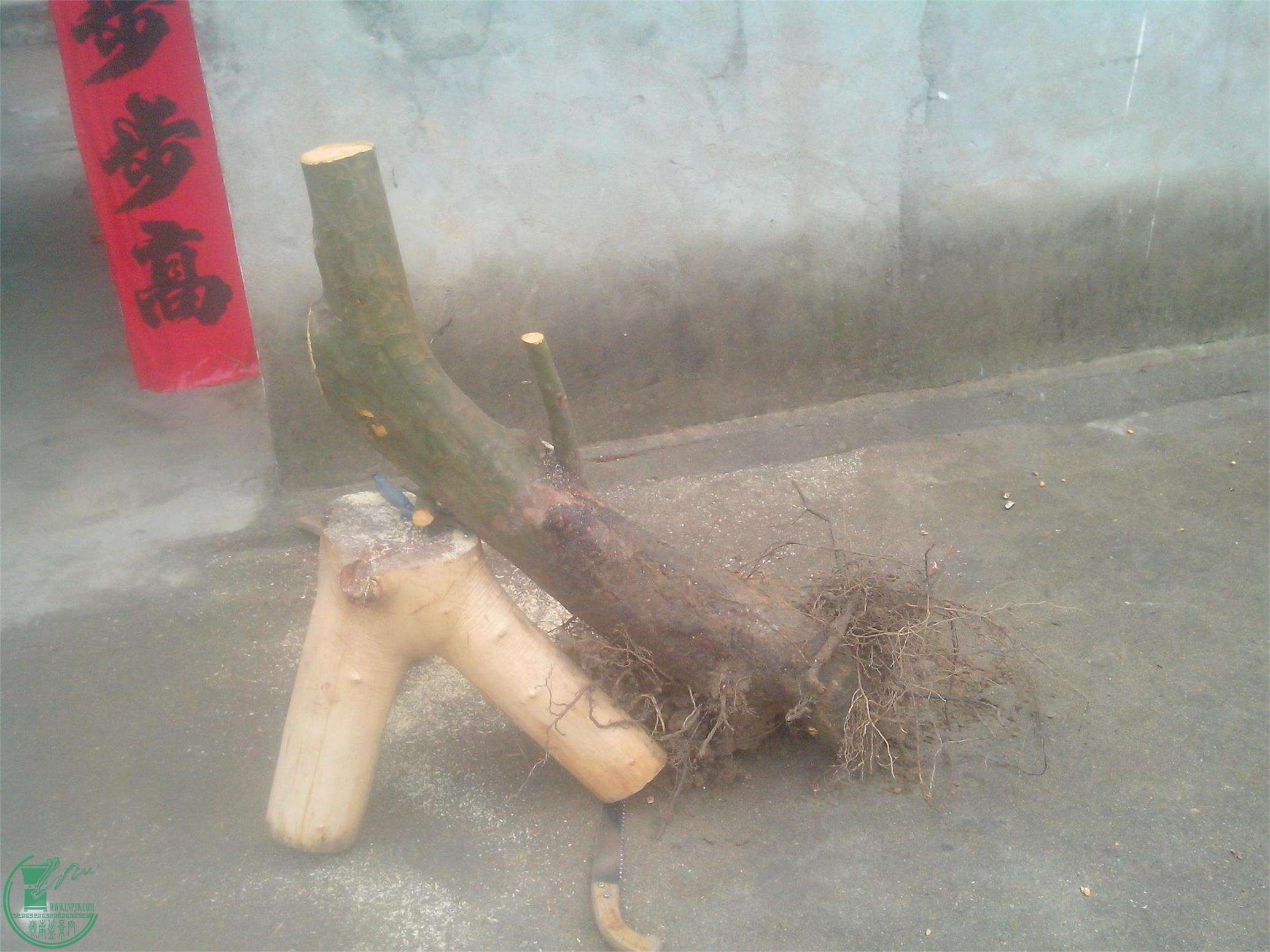 IMG20150318010.jpg