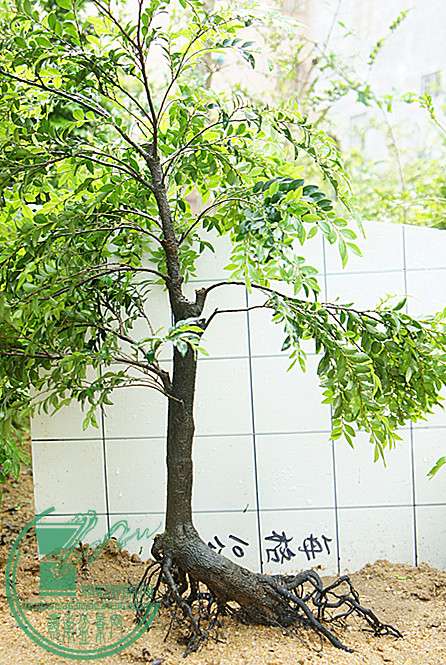 DSC00062_.jpg