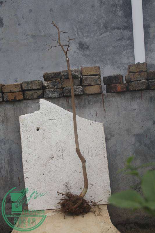 Ƭ20131026ۺ 2849.jpg
