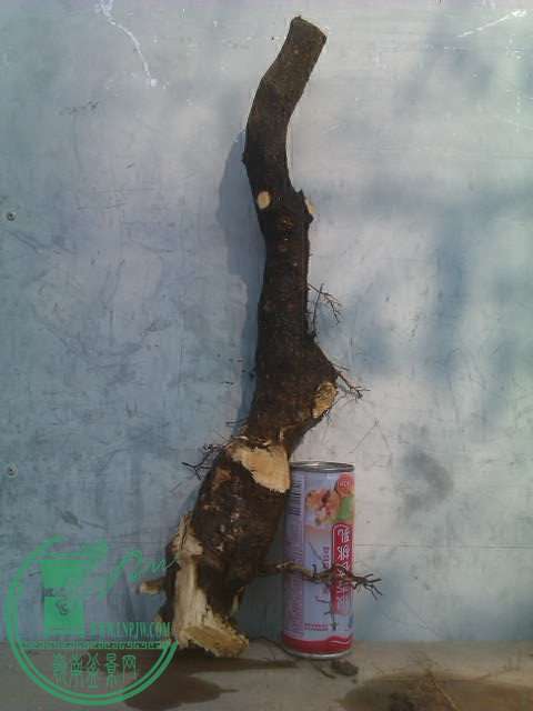 IMAG0423.jpg